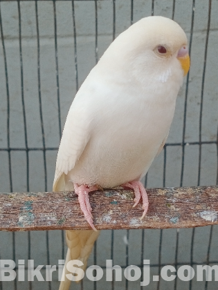 এল বিনো  বাজিগর পাখি